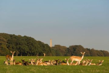 Fallow deer at the Phoenix Park. Picture via Fáilte Ireland by Rob Durston.